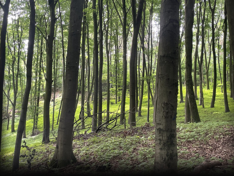 wald